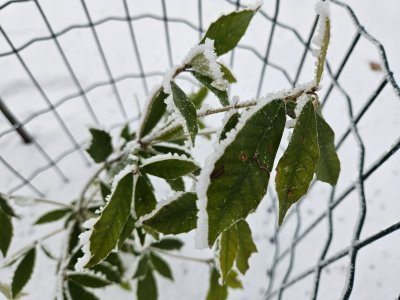 Quercus gilva dub plavožlutý